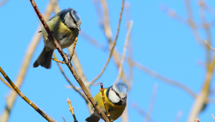 Les voix vertes de la voie verte. Initiation à l’écoute des chants d’oiseaux